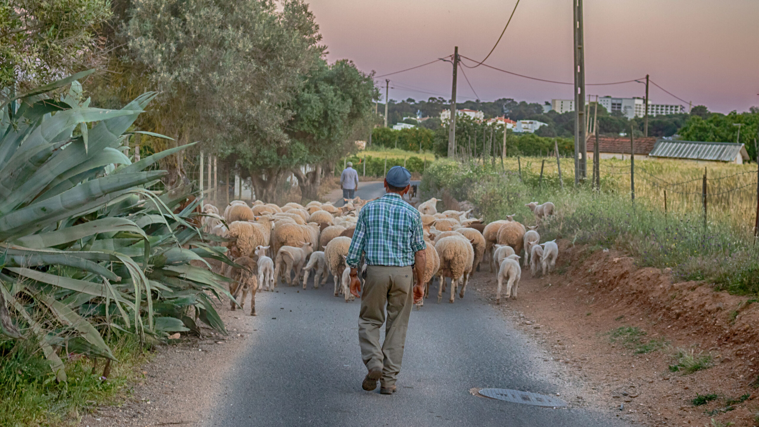 a farmer walking on a street herding sheep